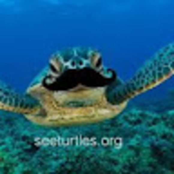 homieturtle